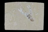 Cretaceous Lobster (Pseudostacus) Fossil - Hjoula, Lebanon #173151-1
